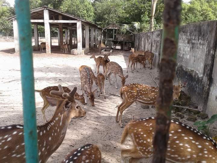 করমজল - হরিণ