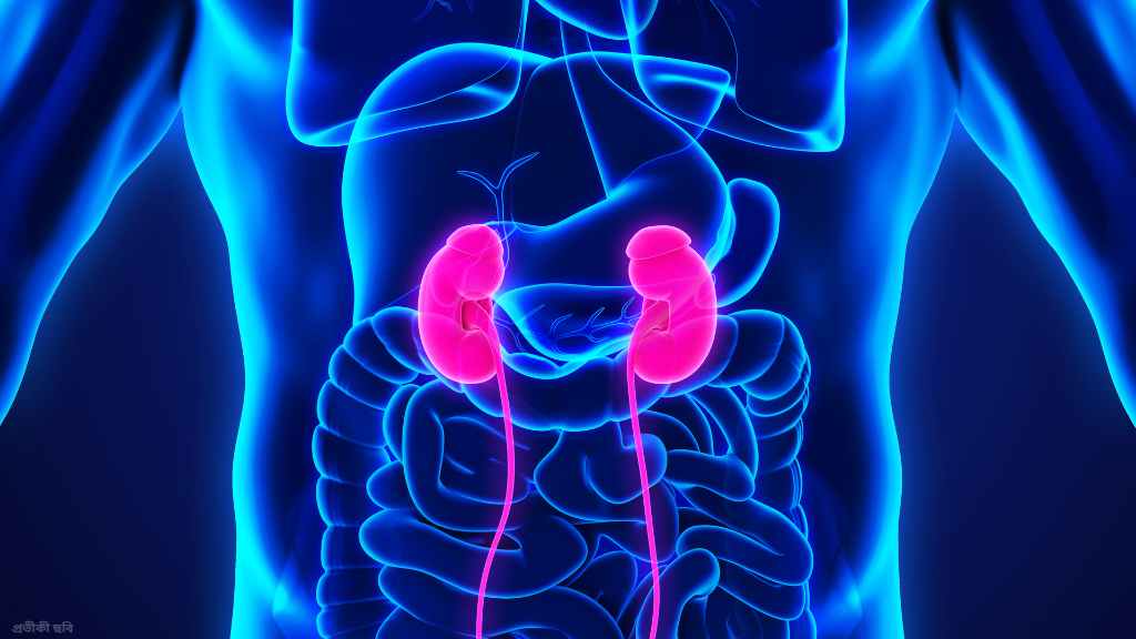 কিডনি চিকিৎসা বাংলাদেশ