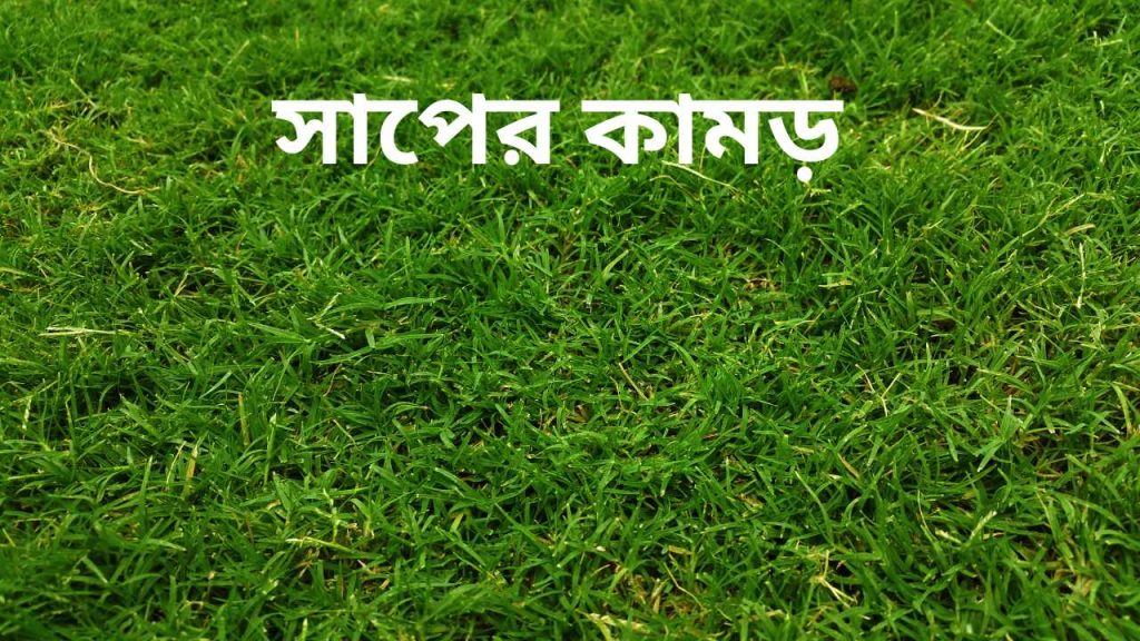 সাপের কামড়